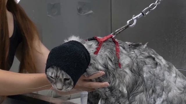 Как помыть кошку How to wash a cat смотреть онлайн