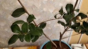 ПЕРЕСАДКА КАМЕЛИИ ПОСЛЕ ПОКУПКИ