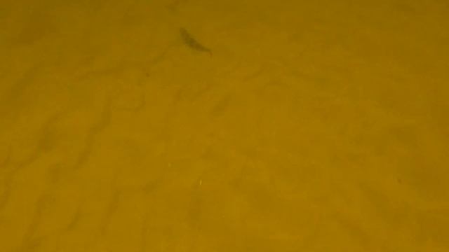 Подводная Охота на ЩУКУ в Марте на ВОЛГЕ. Неожиданная встреча с Осетром и Стерлядью. Огромные Стаи. смотреть онлайн