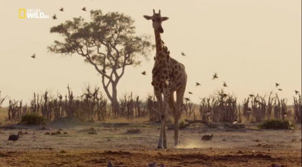 Дикая Ботсвана (ч.1)