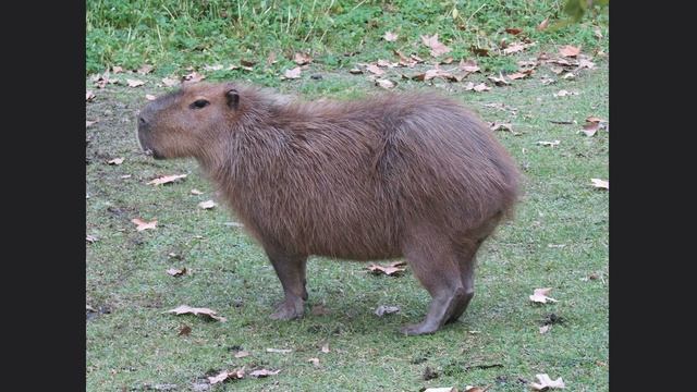 полная песня капибара капибара смотреть онлайн