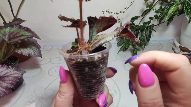 Дополнила список деток бегоний.