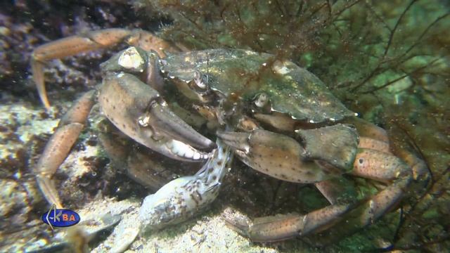 Crab eats sea dragon смотреть онлайн