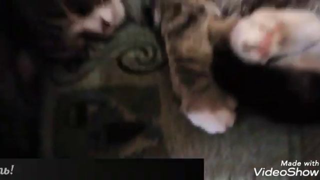 Давайте знакомиться, я Пузик! смотреть онлайн