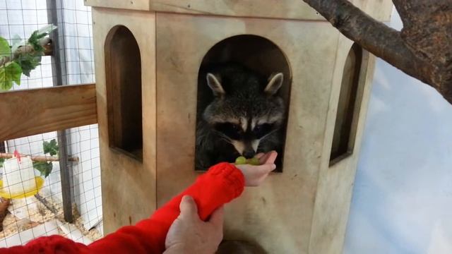 Енот ручной смотреть онлайн