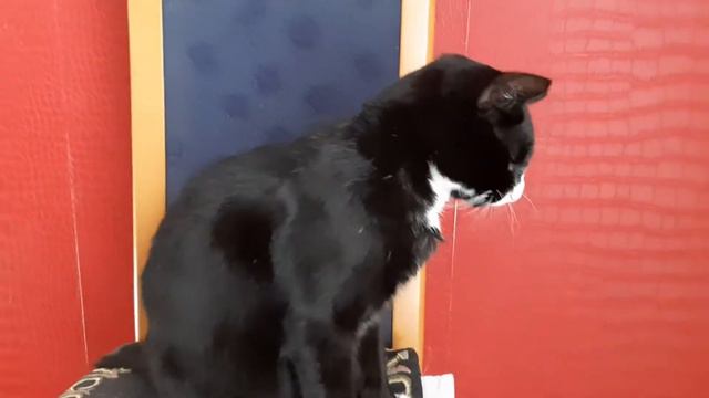 Ты и я..." Мы с тобой одной крови"🙀🐶НЕ ЧЕЛОВЕЧЕСКАЯ ЛЮБОВЬ💕❤🙌 смотреть онлайн