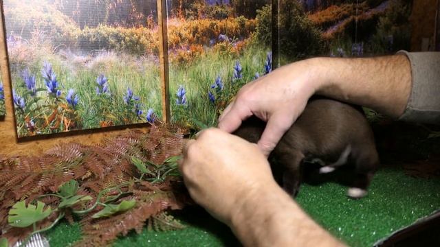 #ПРОДАЮ_щенка_ЧИХУАХУА Мари Мистик Юстиниан Др 29/08/2022 #окрас_горький_шоколад +7 921 595 08 48 смотреть онлайн