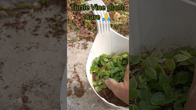 Turtle Vine plant care 🙏#shortyoutube #mydeilylife #manjukeshri 🙏 смотреть онлайн