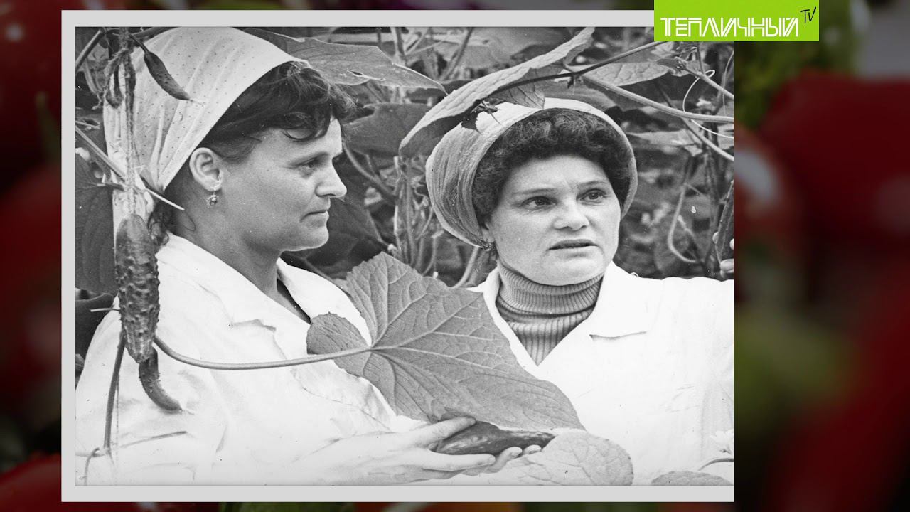 История "Тепличного" в фотографиях смотреть онлайн