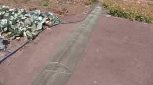 Раколовка дорожка НОВАЯ, реальный улов