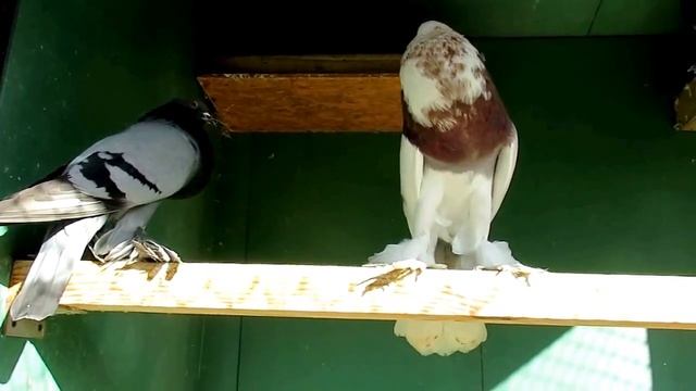 Breeds of Fancy Pigeons; English Pouter, Old Dutch Capuchine, Blagodarnenskie, Volga Tumbler смотреть онлайн