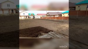 Planting potatoes(посадка картофеля мотокультиватором Texas, Champion)