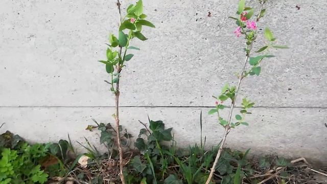 Жимолость татарская 'Арнольд Ред'. Lonicera tatarica 'Arnold Red'. смотреть онлайн