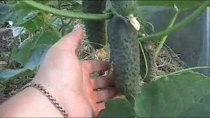 Профессиональный гибрид огурцов "Кибрия" Ф1 июль 2018 г