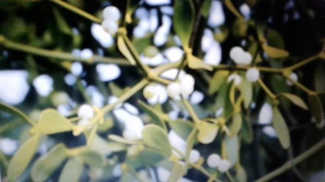 Омела белая - лечебные свойства и противопоказания. смотреть онлайн