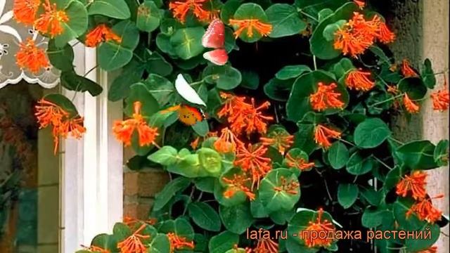 Жимолость брауна Дропмор Скарлет ? обзор: как сажать, саженцы жимолости Дропмор Скарлет