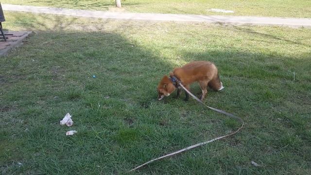 Tiki the fox is walking during the covid pandemic (Day 1141) смотреть онлайн