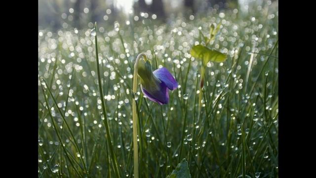 Beauty...Утренняя роса