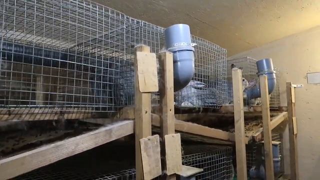 Поилки для кроликов смотреть онлайн