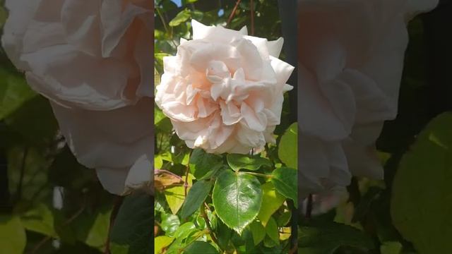 Белые розы в саду 2022. смотреть онлайн