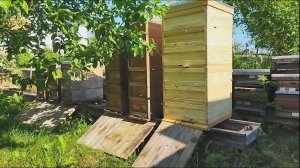 Единственная породистая матка на пасеке.