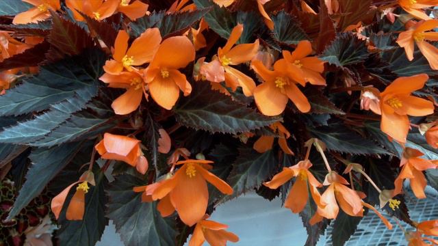 Begonia I'Conia Series