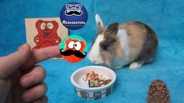 ПОМОЖЕМ ПОЗНОВАТЕЛЮ! КРОЛИК БАФФИ И ЖЕЛЕЙНЫЙ МЕДВЕДЬ ВАЛЕРА ПРОТИВ ЖУЛИКОВ! А НУ-КА ДАВАЙ-КА ПОМОЖЕ