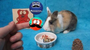 ПОМОЖЕМ ПОЗНОВАТЕЛЮ! КРОЛИК БАФФИ И ЖЕЛЕЙНЫЙ МЕДВЕДЬ ВАЛЕРА ПРОТИВ ЖУЛИКОВ! А НУ-КА ДАВАЙ-КА ПОМОЖЕ