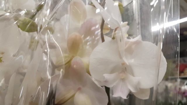 Эсхинантус, ктенанта, фестука, гинура, бегонии, примулы, орхидеи. смотреть онлайн