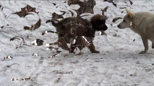 Снежное утро 20 10 19 / Зимнее настроение / Переезд в деревню смотреть онлайн