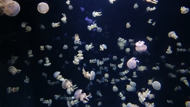 Музыка для отдыхаMusic For Recreation