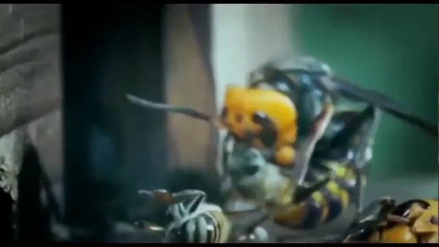 30 hornets vs. 30,000 bees(30 шершней против 30 000 пчел) смотреть онлайн