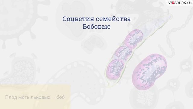 08. Семейства цветковых растений смотреть онлайн