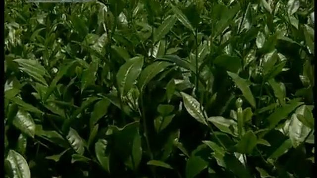 Летящие Звезды