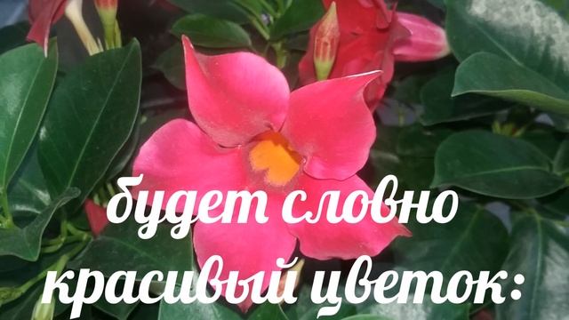 Счастливого нового дня!!! Самые лучшие пожелания! Музыкальная открытка ??? смотреть онлайн