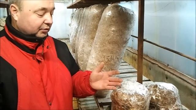 Грибы на картонном субстрате (Mushrooms On A Cardboard Substrate)