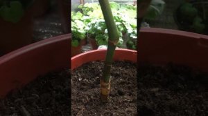 Обрезка и формировка коралловой бегонии