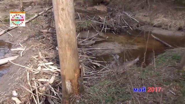 БОБРОВАЯ СТОЛОВАЯ Где живет бобр? Как питается? Бобровая плотина смотреть онлайн