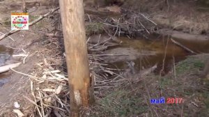 БОБРОВАЯ СТОЛОВАЯ Где живет бобр? Как питается? Бобровая плотина