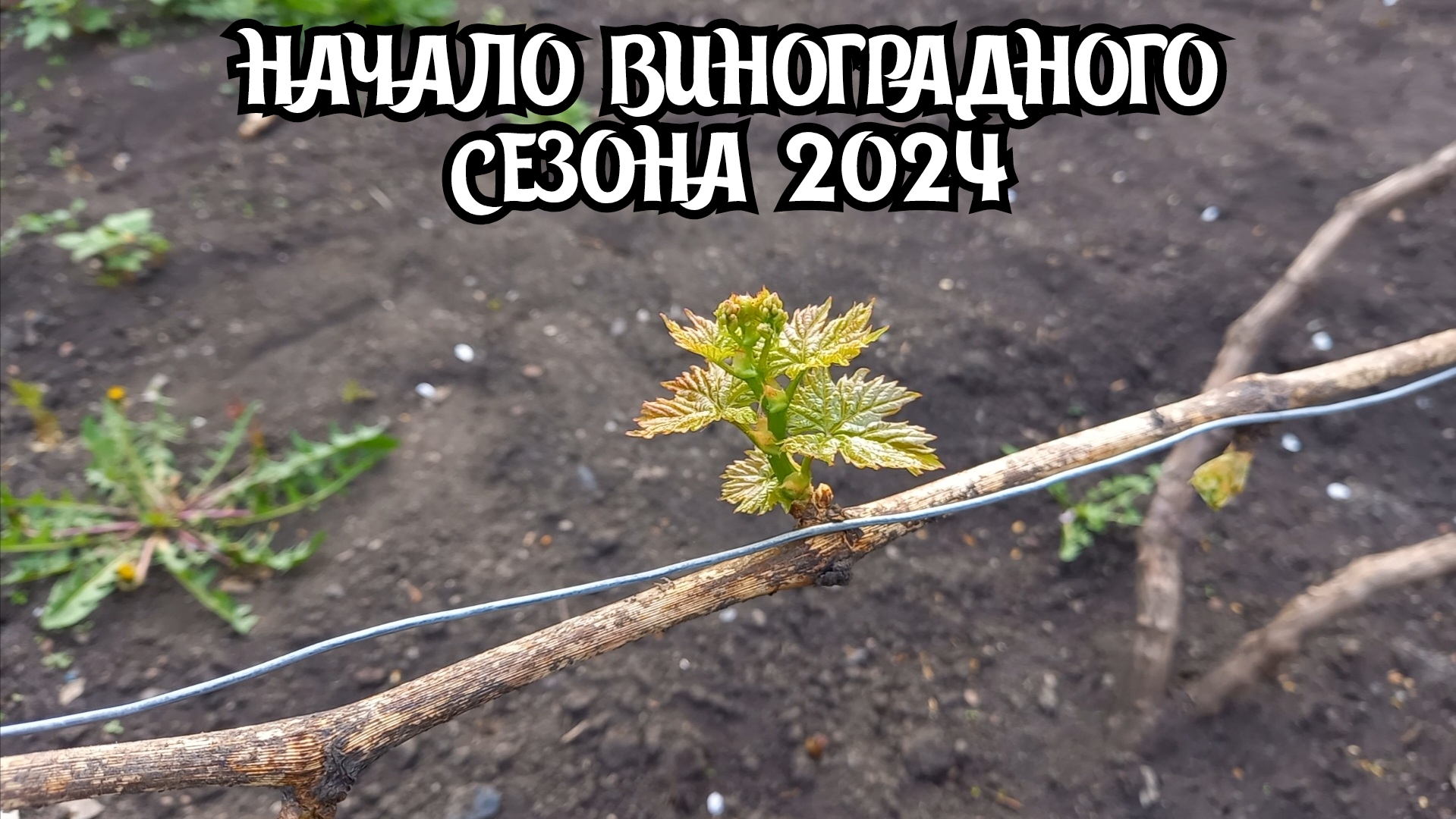 Апрель 2024. Текущие работы на винограднике. Шпалера. смотреть онлайн