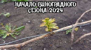 Апрель 2024. Текущие работы на винограднике. Шпалера.