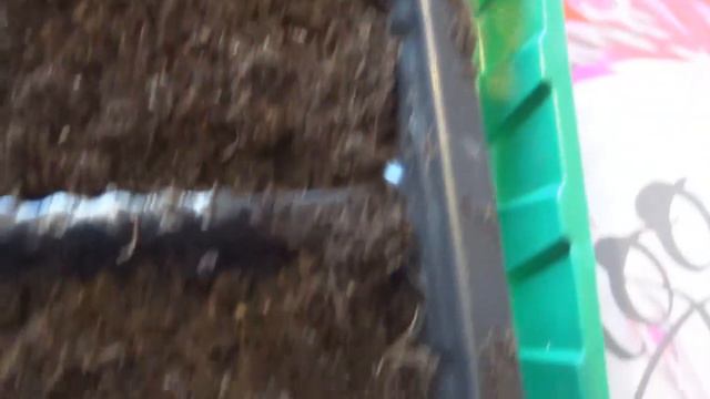 ВТОРОЙ ПОСЕВ ПЕРЦЕВ---4 СОРТА//100% 2019 смотреть онлайн