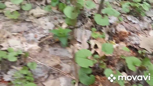 ❗СЧАСТЬЮ НЕ БЫЛО ПРЕДЕЛА❗ОТКРЫЛА СЕЗОН СМОРЧКОВОЙ ШАПОЧКИ❗ смотреть онлайн