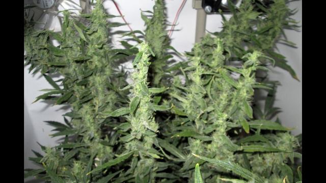 JILLY BEAN от XSEEDS