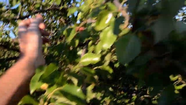 Дикая груша кучугур смотреть онлайн