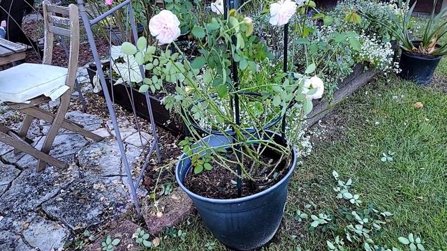 How to install obelisk in rose pot | Space saving way of growing climbing rose смотреть онлайн