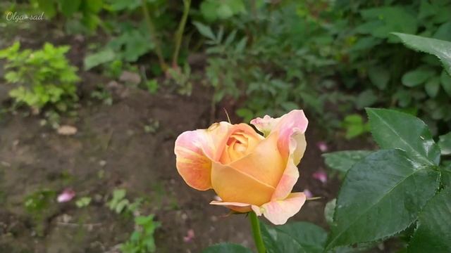 Роза Карамель Антик.