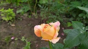 Роза Карамель Антик.