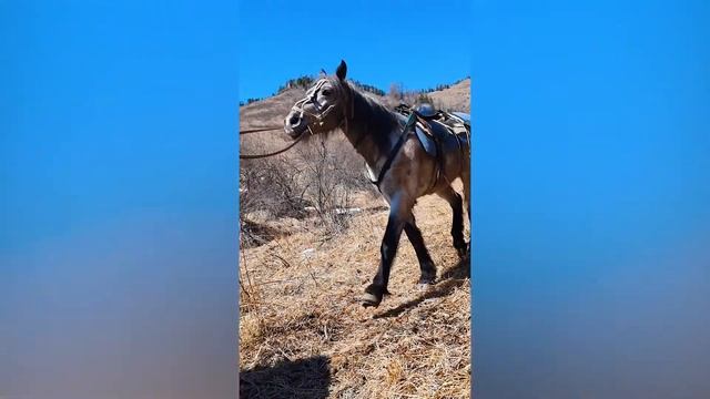 Весенняя Охота на Алтае. смотреть онлайн