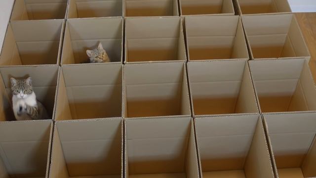 Cats in Cardboard Box Maze смотреть онлайн